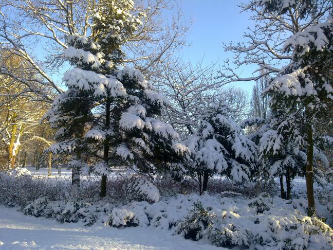 Bomen bedekt met een dikke laag sneeuw