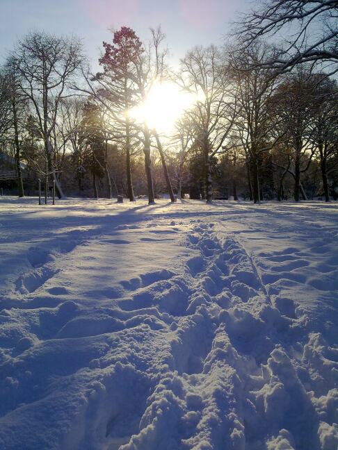 Bomen met diepe voetsporen in de sneeuw