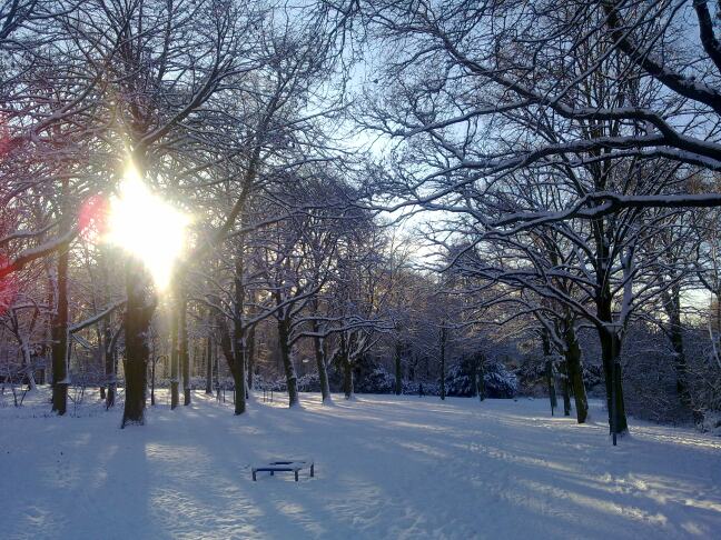 Zie de zon schijnt door de bomen in de sneeuw