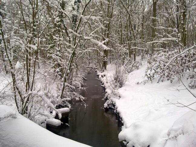 Het Meerenbos in de sneeuw