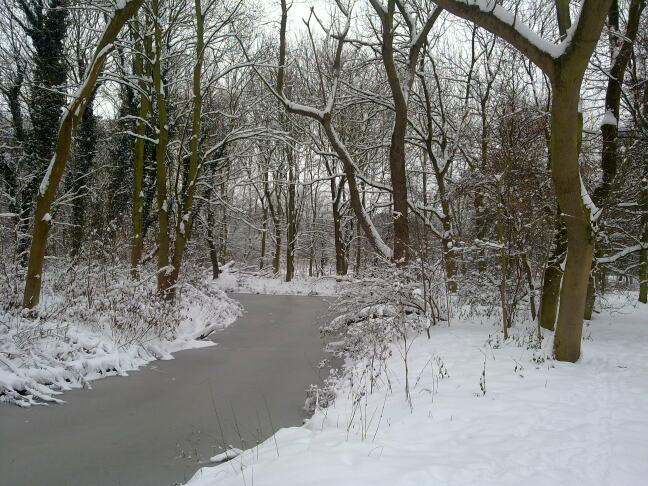 Het bos bedekt met sneeuw en ijs