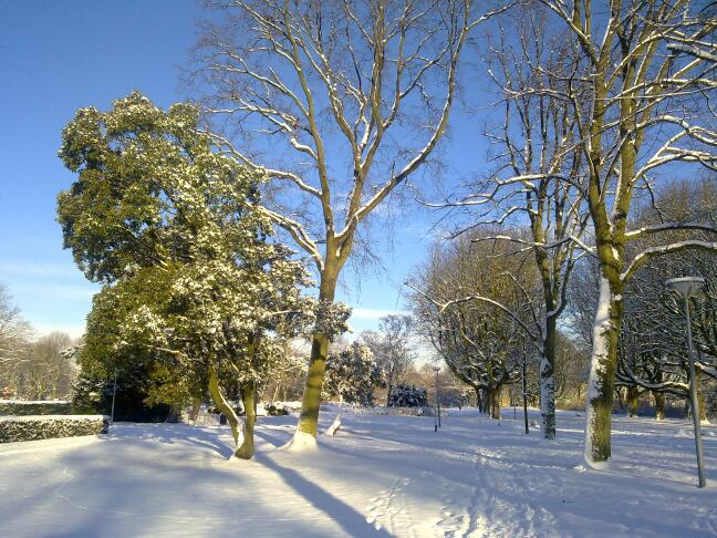 Park met bomen in de sneeuw